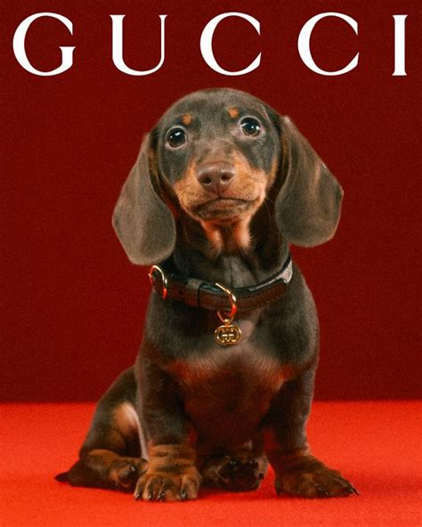 gucci pet new|Gucci pet slang.